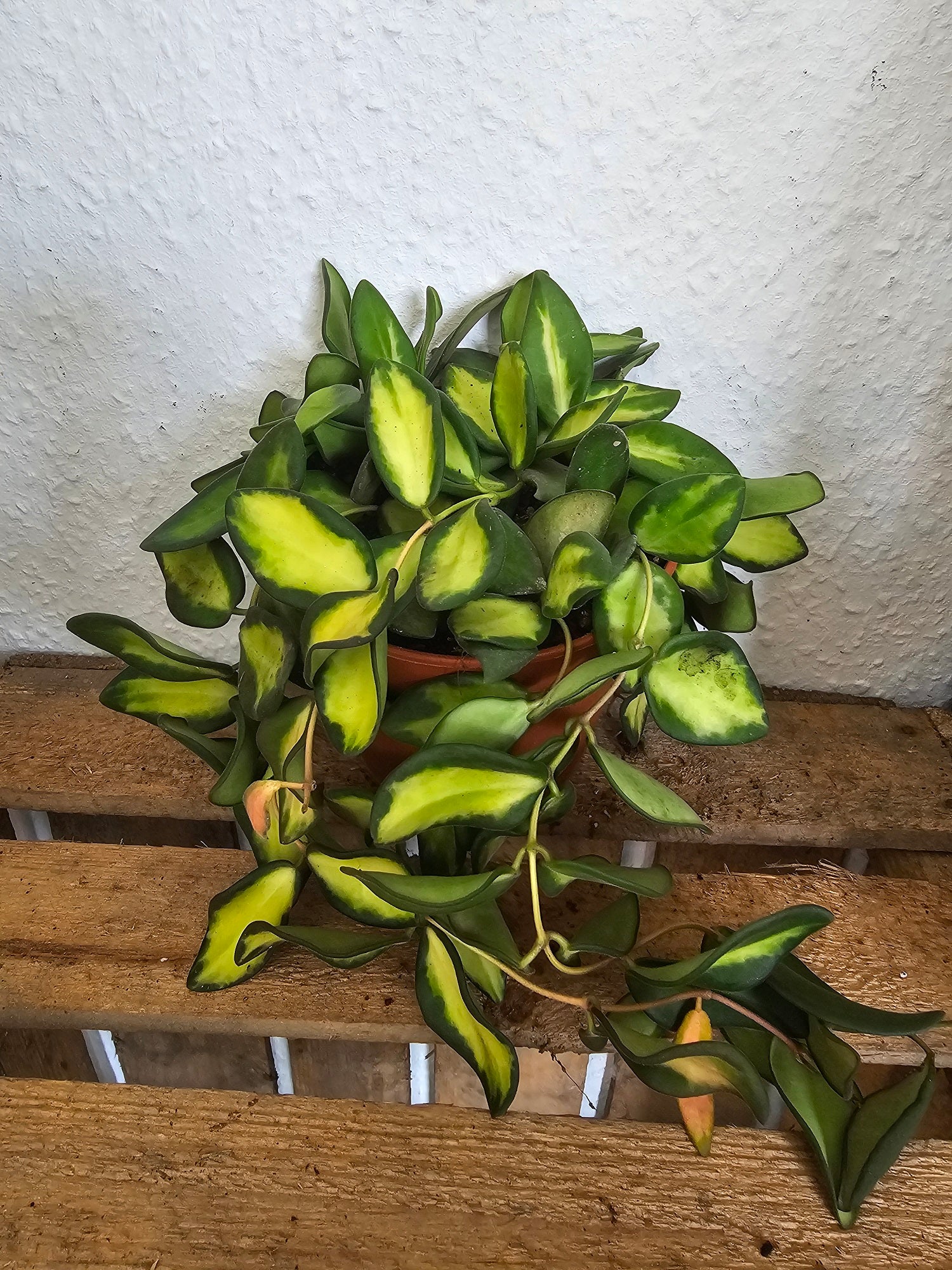 Hoya sp. aff. burtoniae variegata