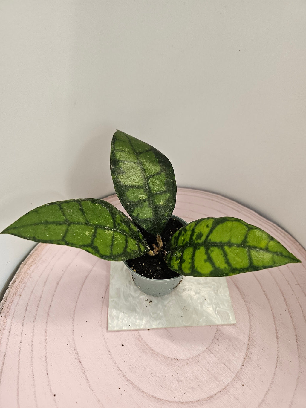Hoya callistophylla "black cat"