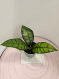 Hoya callistophylla "black cat"