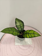 Hoya callistophylla "black cat"