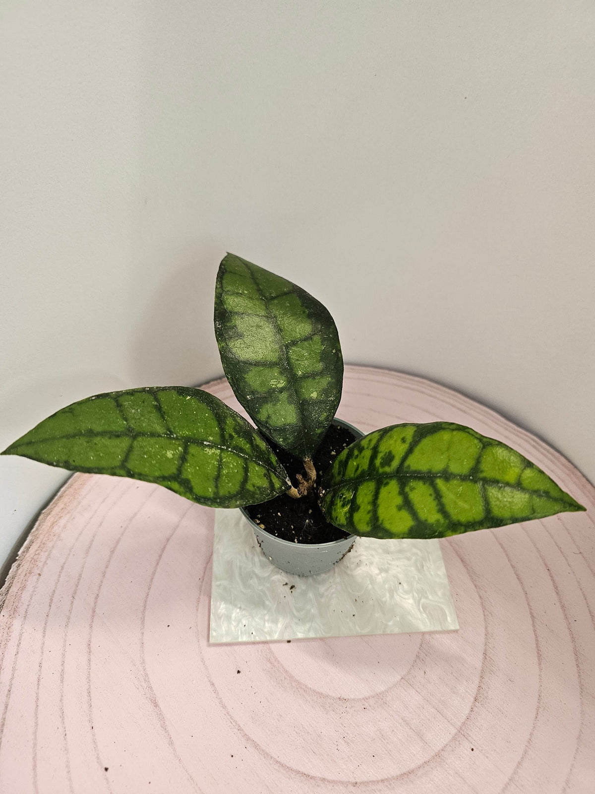 Hoya callistophylla "black cat"