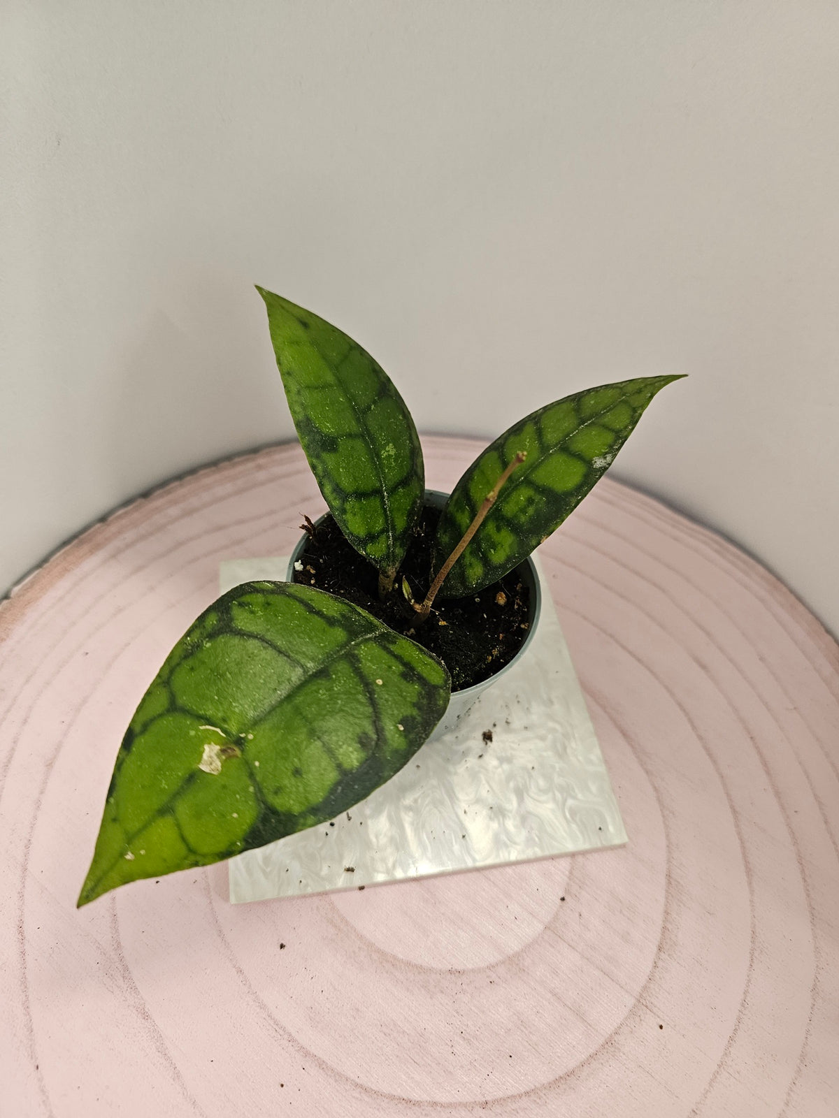 Hoya callistophylla "black cat"