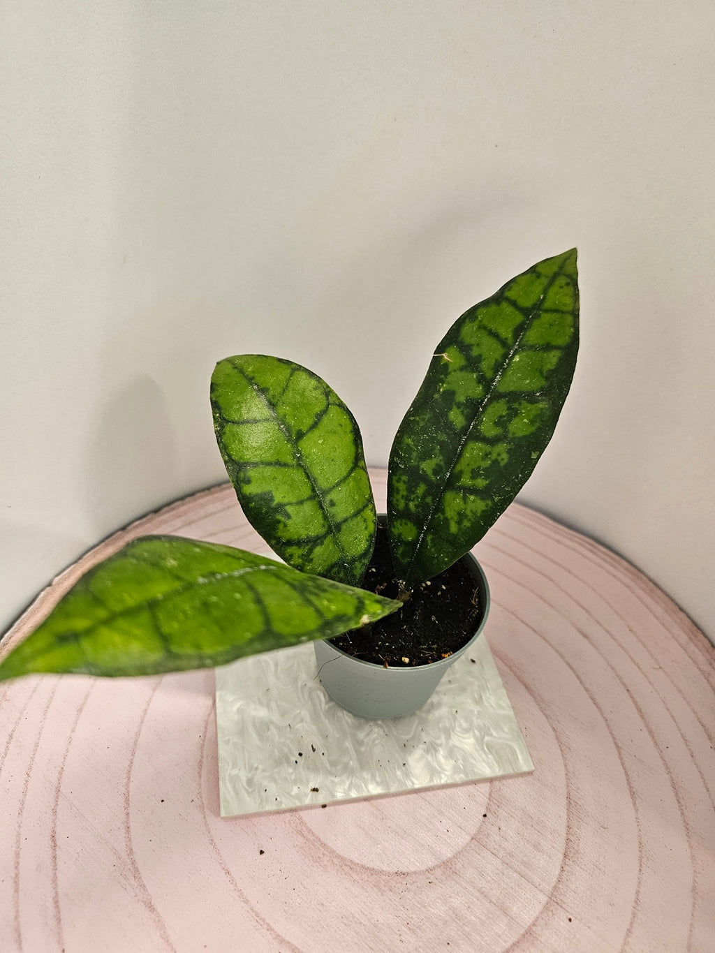 Hoya callistophylla "black cat"