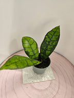 Hoya callistophylla "black cat"