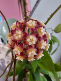 Hoya callistophylla
