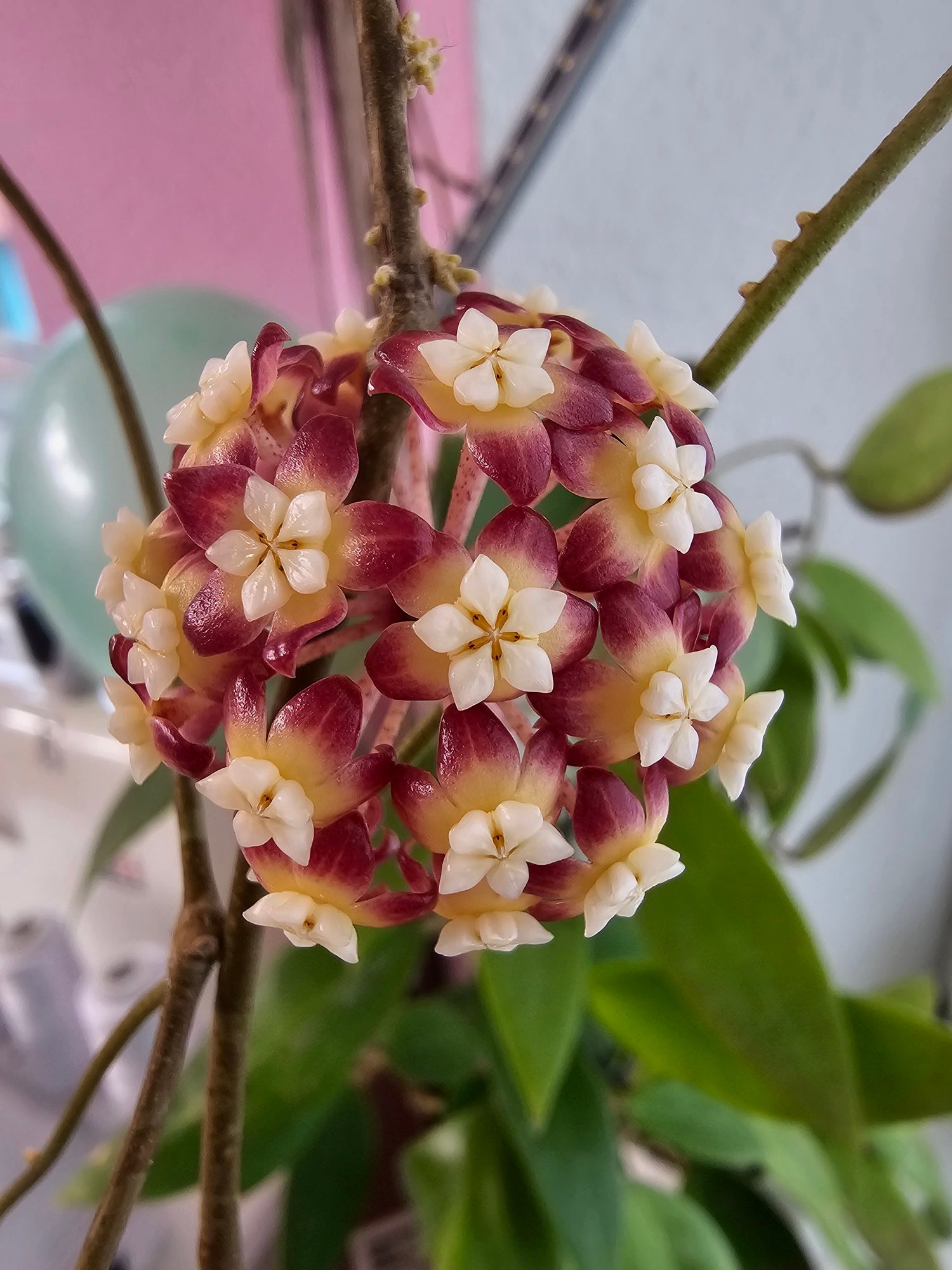 Hoya callistophylla