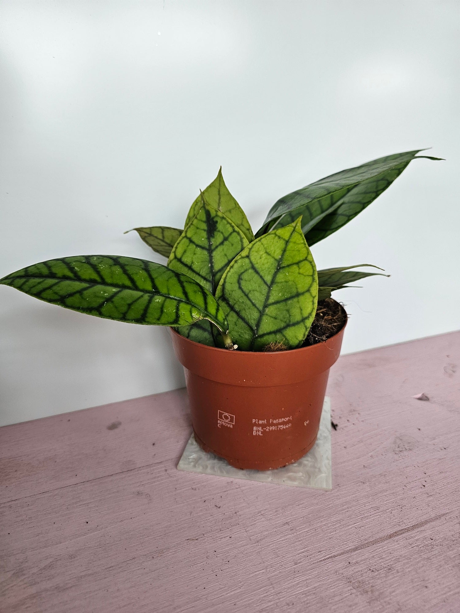 Hoya callistophylla 'KAL16'