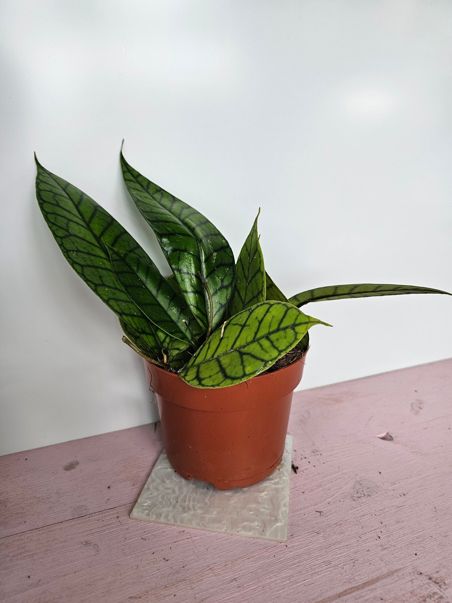 Hoya callistophylla 'KAL16'