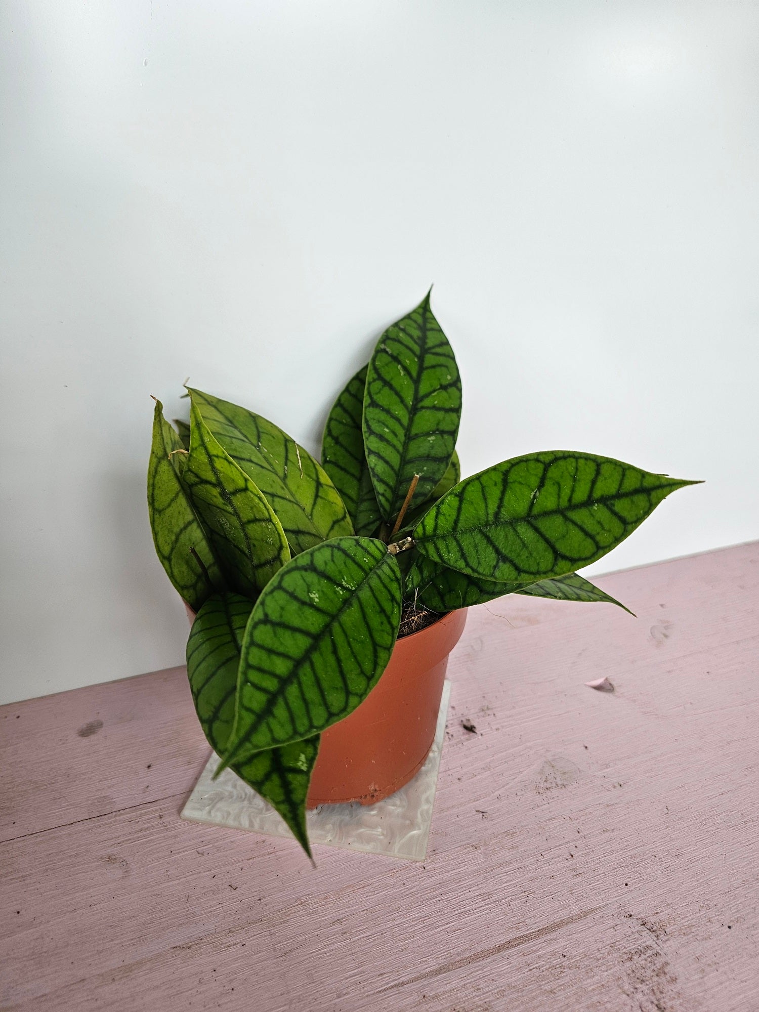 Hoya callistophylla 'KAL16'