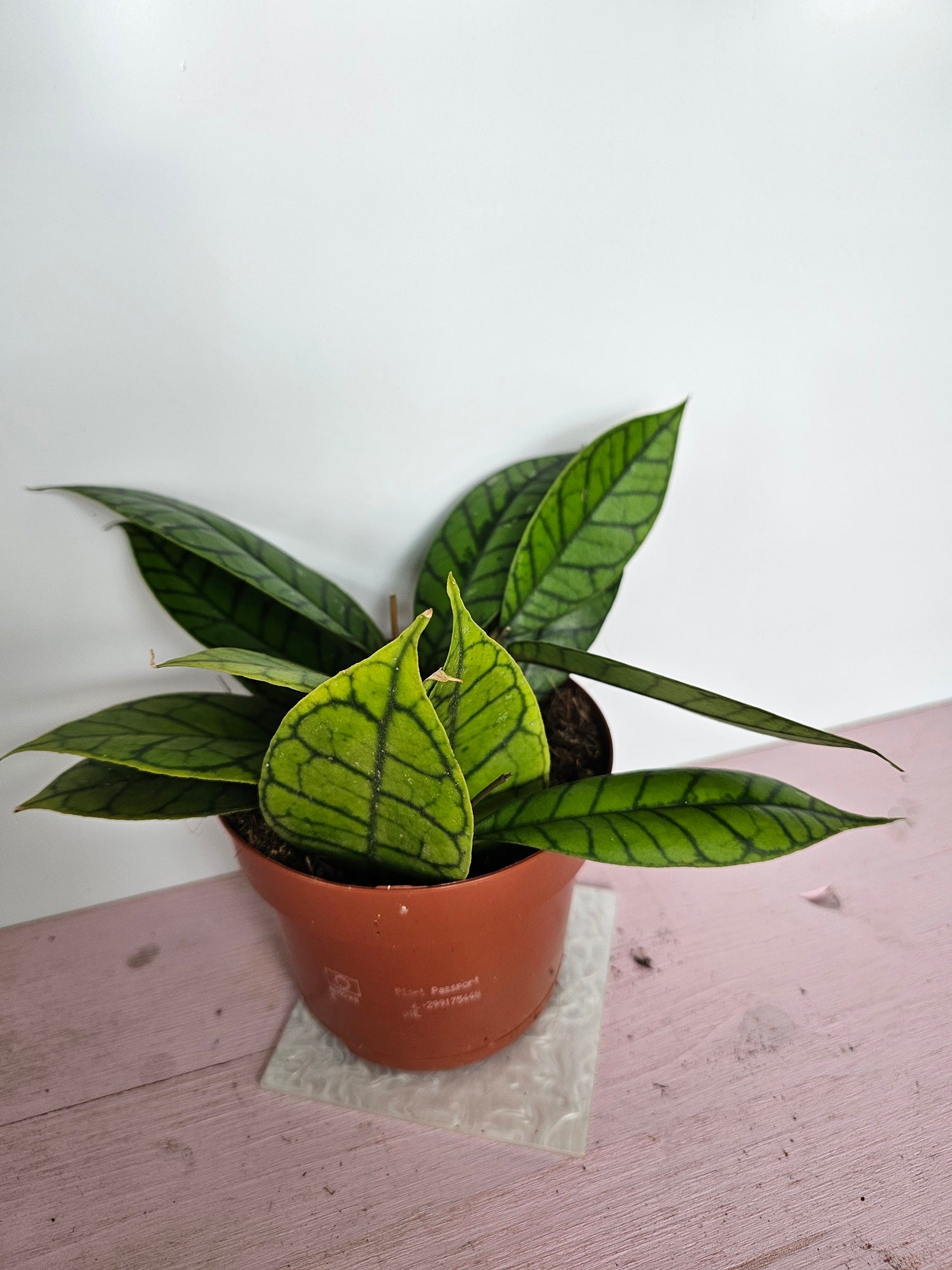 Hoya callistophylla 'KAL16'