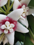 Hoya calycina "stargazer"