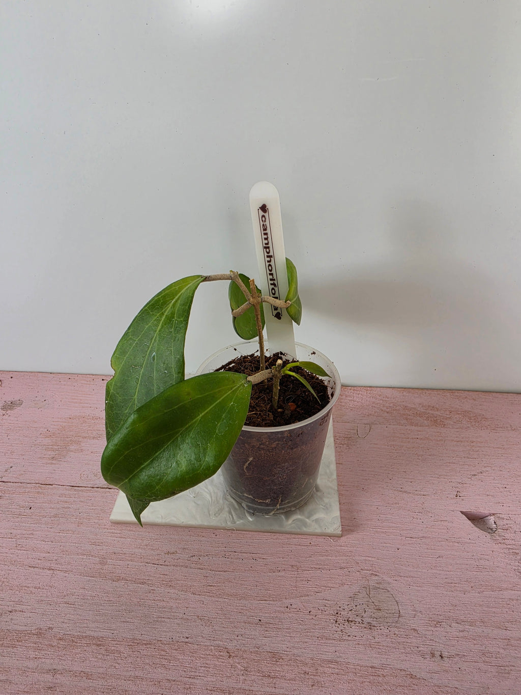 Hoya camphorifolia