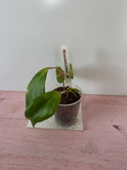 Hoya camphorifolia