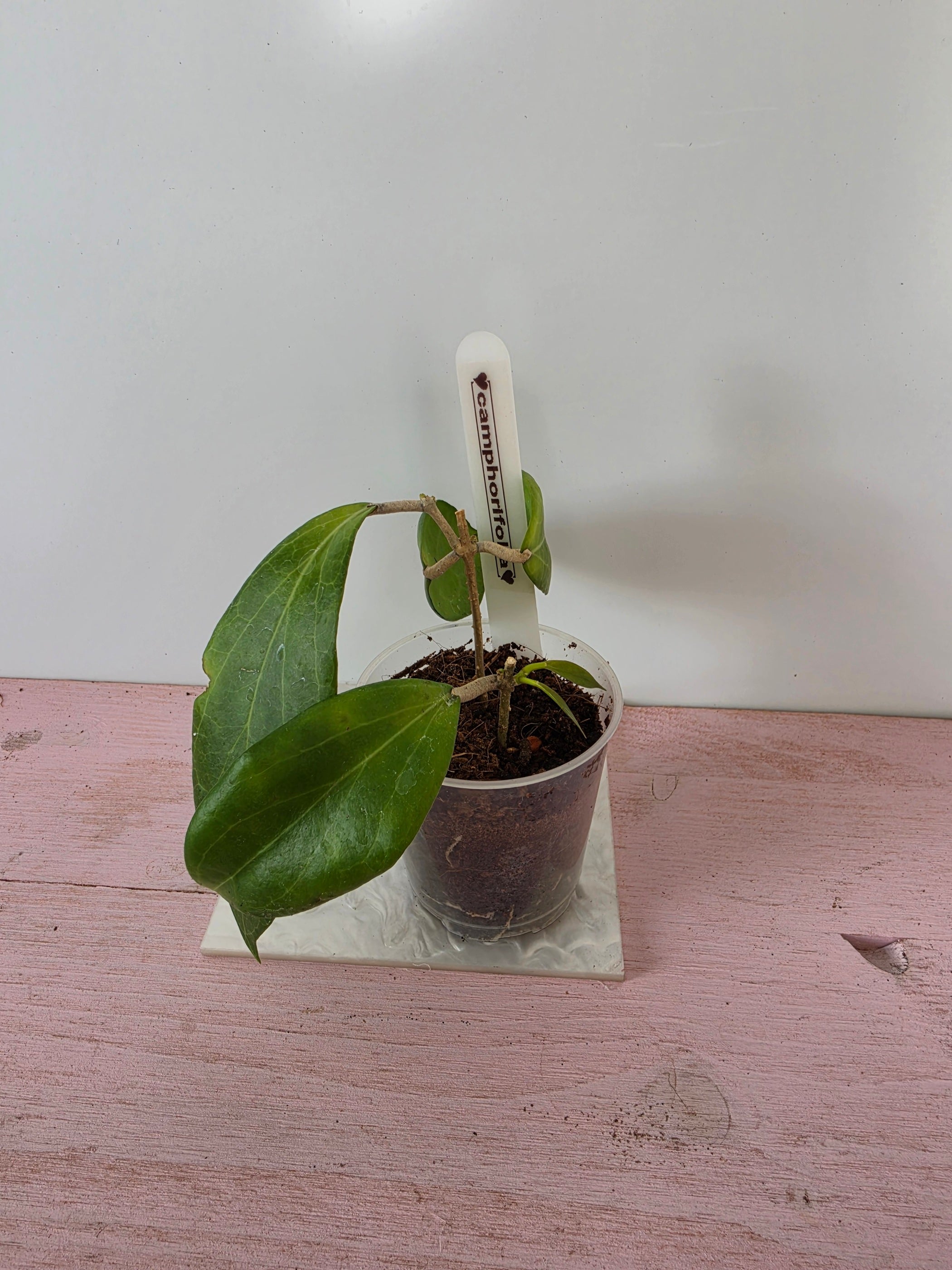 Hoya camphorifolia