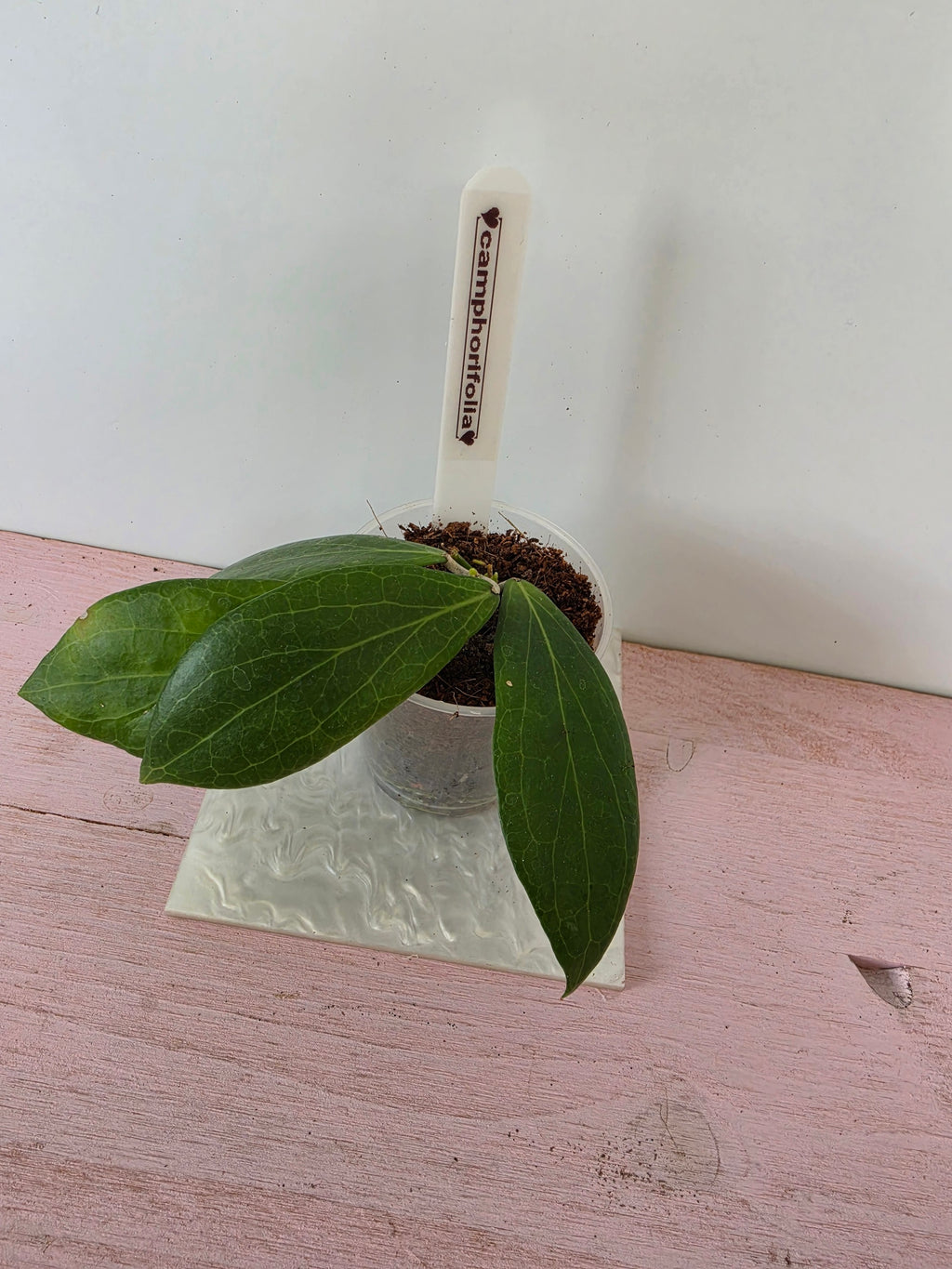 Hoya camphorifolia