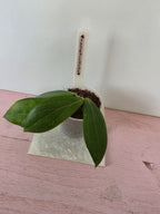 Hoya camphorifolia