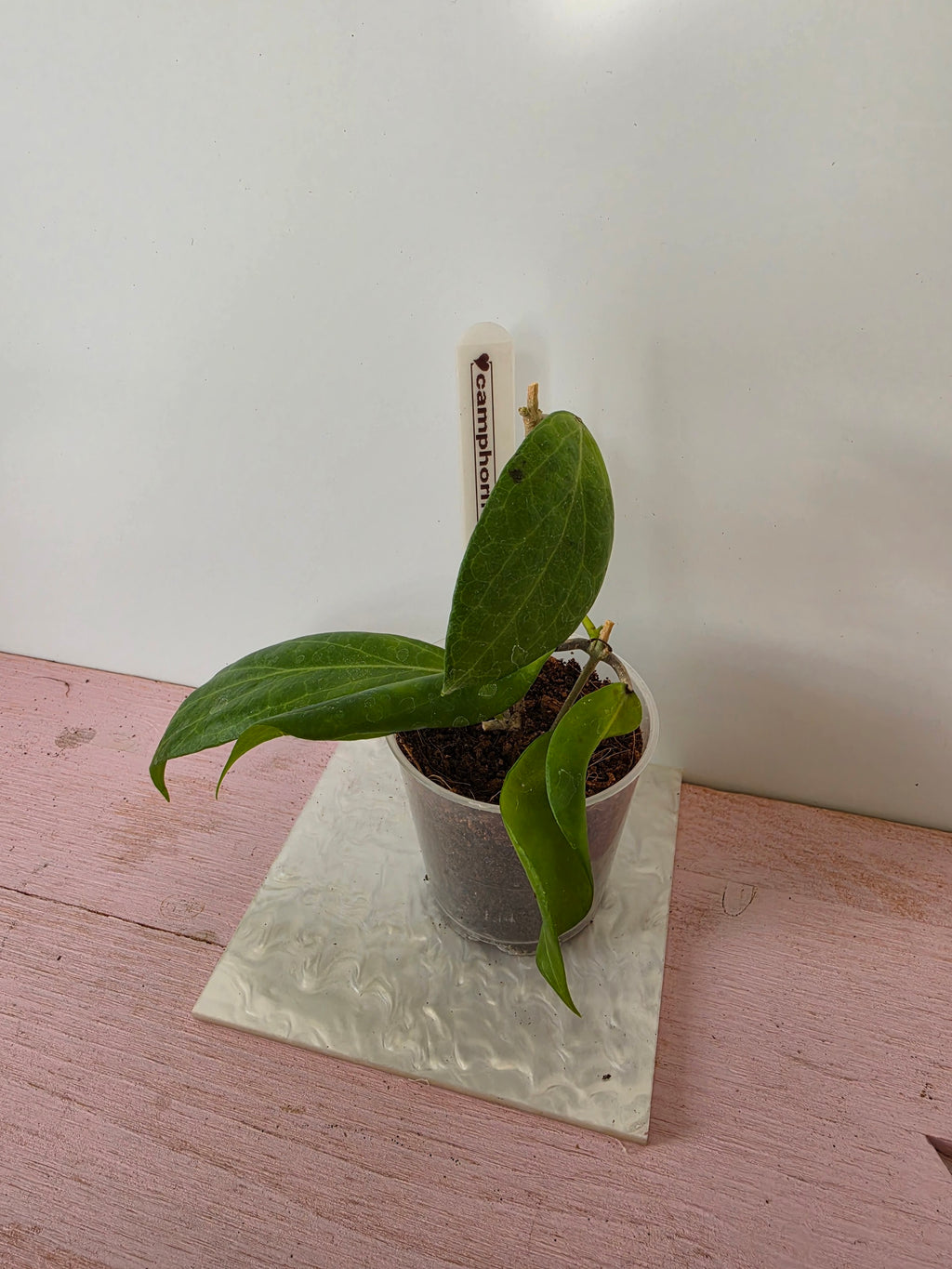 Hoya camphorifolia