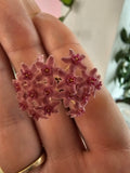 Hoya camphorifolia