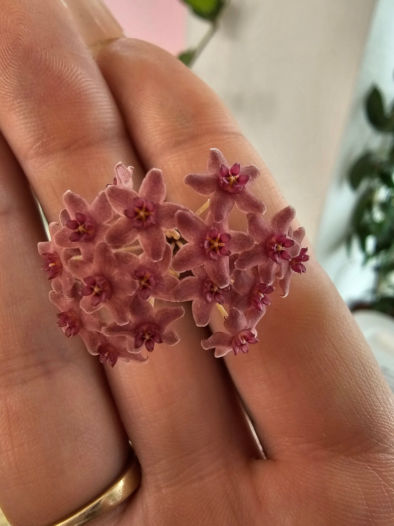 Hoya camphorifolia