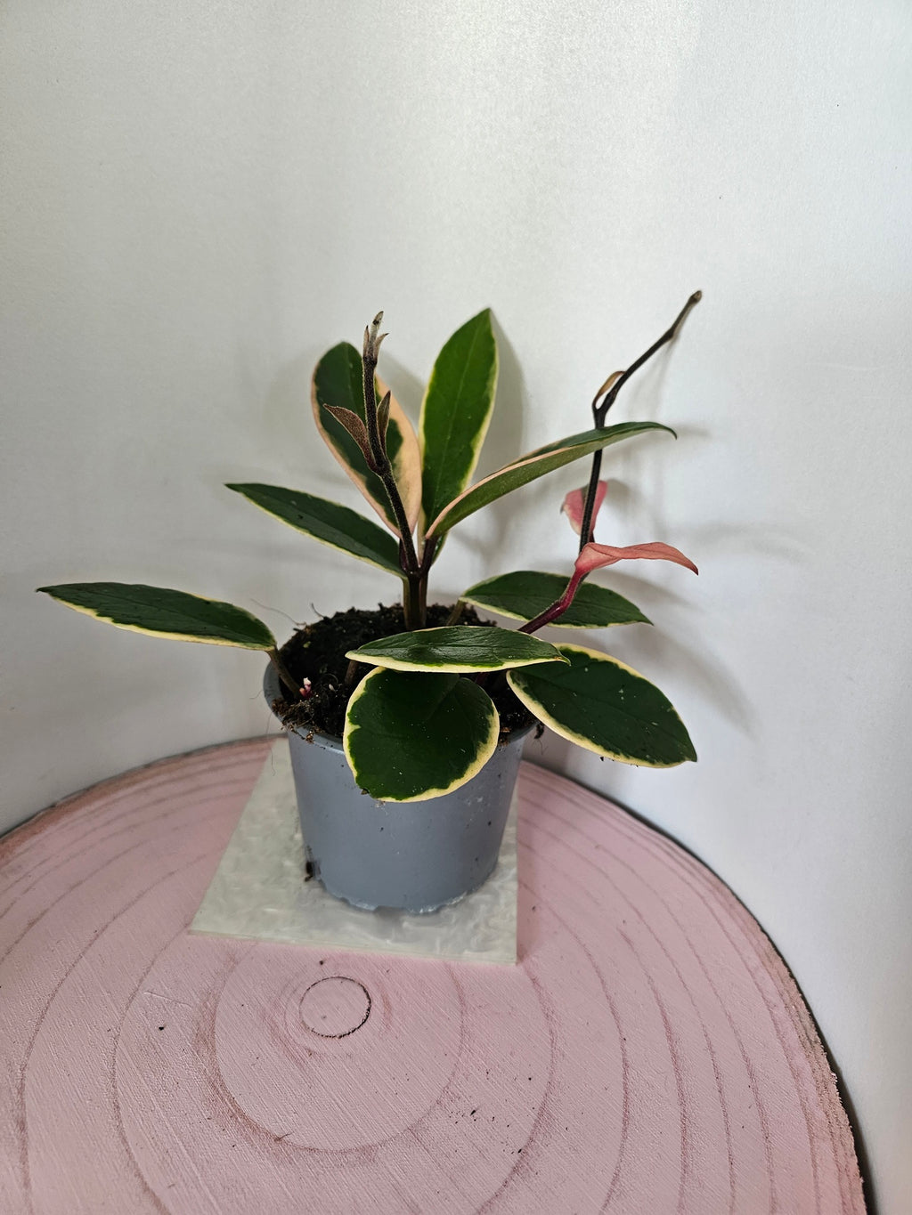 Hoya carnosa "Flamingo Dreams"