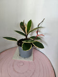Hoya carnosa "Flamingo Dreams"