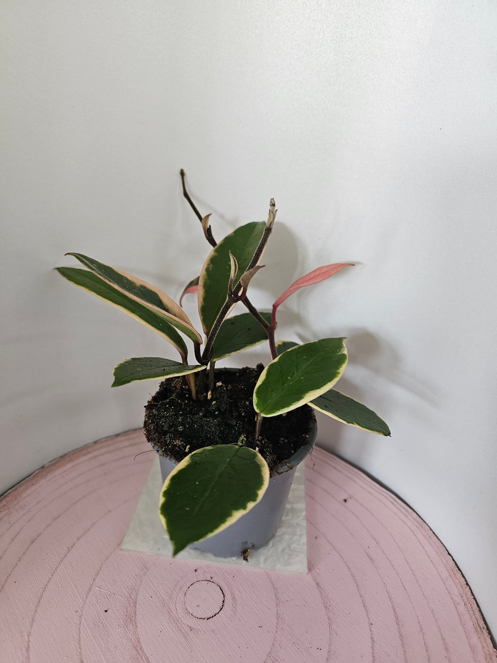 Hoya carnosa "Flamingo Dreams"