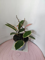 Hoya carnosa "Flamingo Dreams"