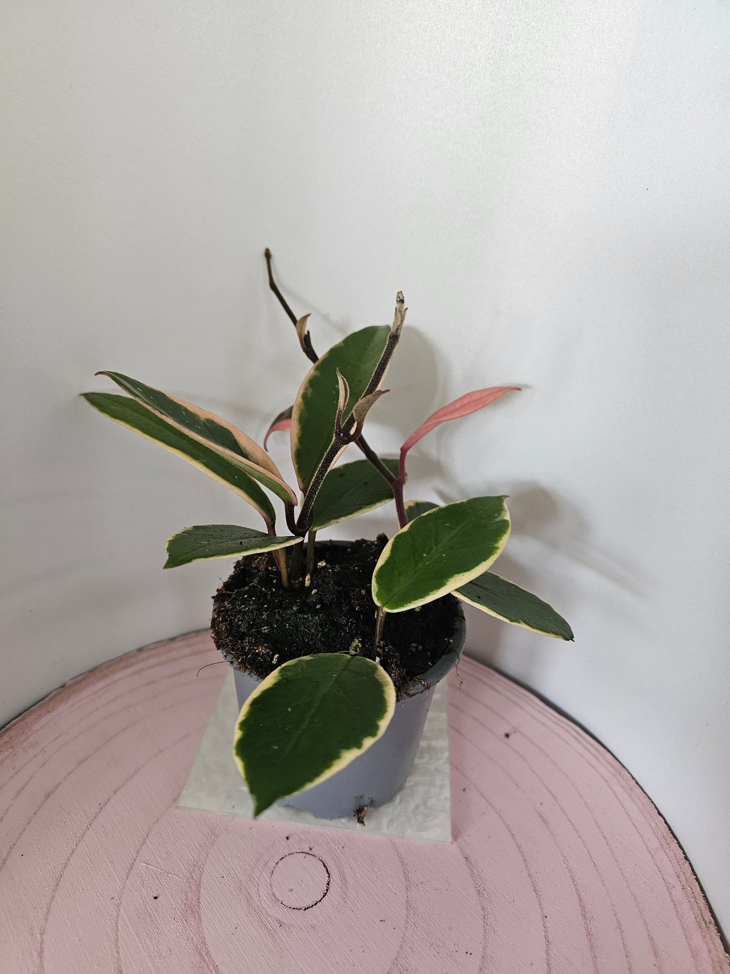 Hoya carnosa "Flamingo Dreams"