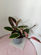 Hoya carnosa "Flamingo Dreams"