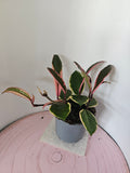 Hoya carnosa "Flamingo Dreams" Ø9cm