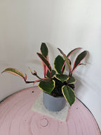 Hoya carnosa "Flamingo Dreams"