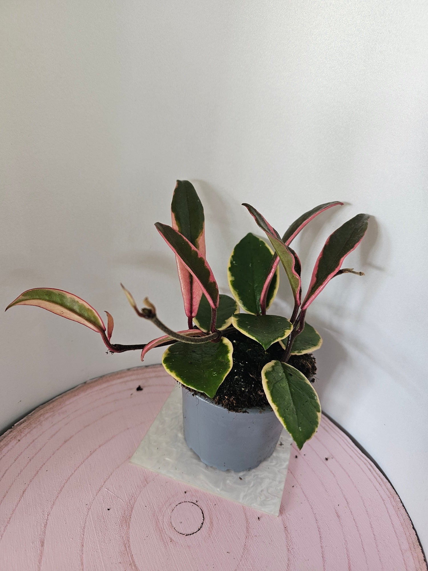 Hoya carnosa "Flamingo Dreams"