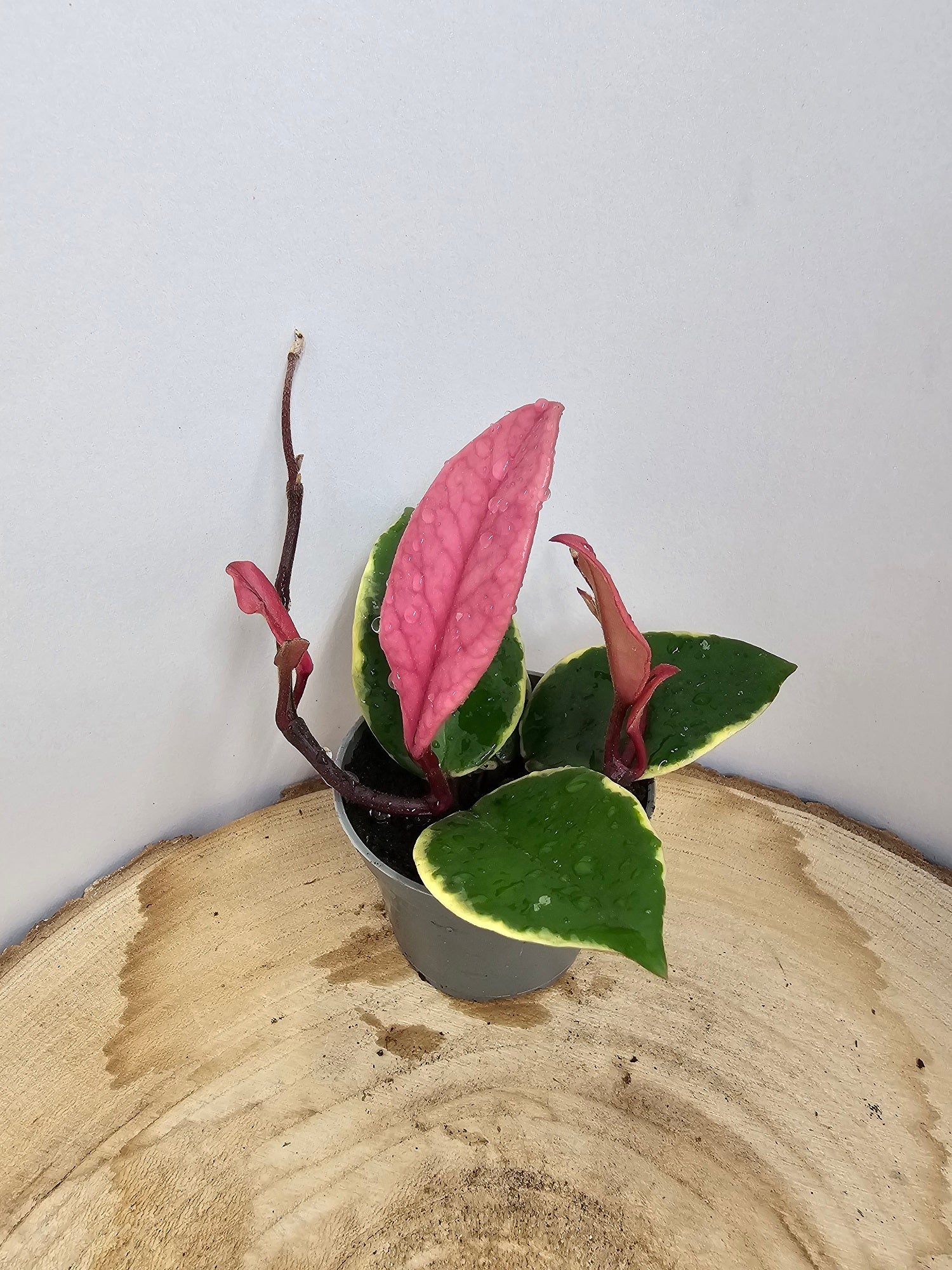 Hoya carnosa "Flamingo Dreams"