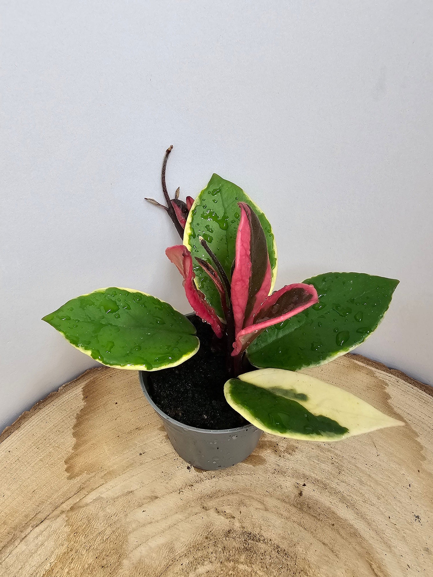 Hoya carnosa albomarginata "Krimson Queen"