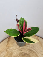 Hoya carnosa "Flamingo Dreams"