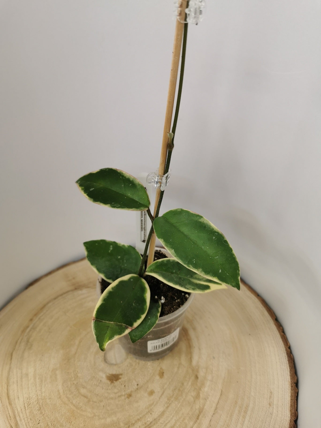 Hoya carnosa albomarginata "Krimson Queen"