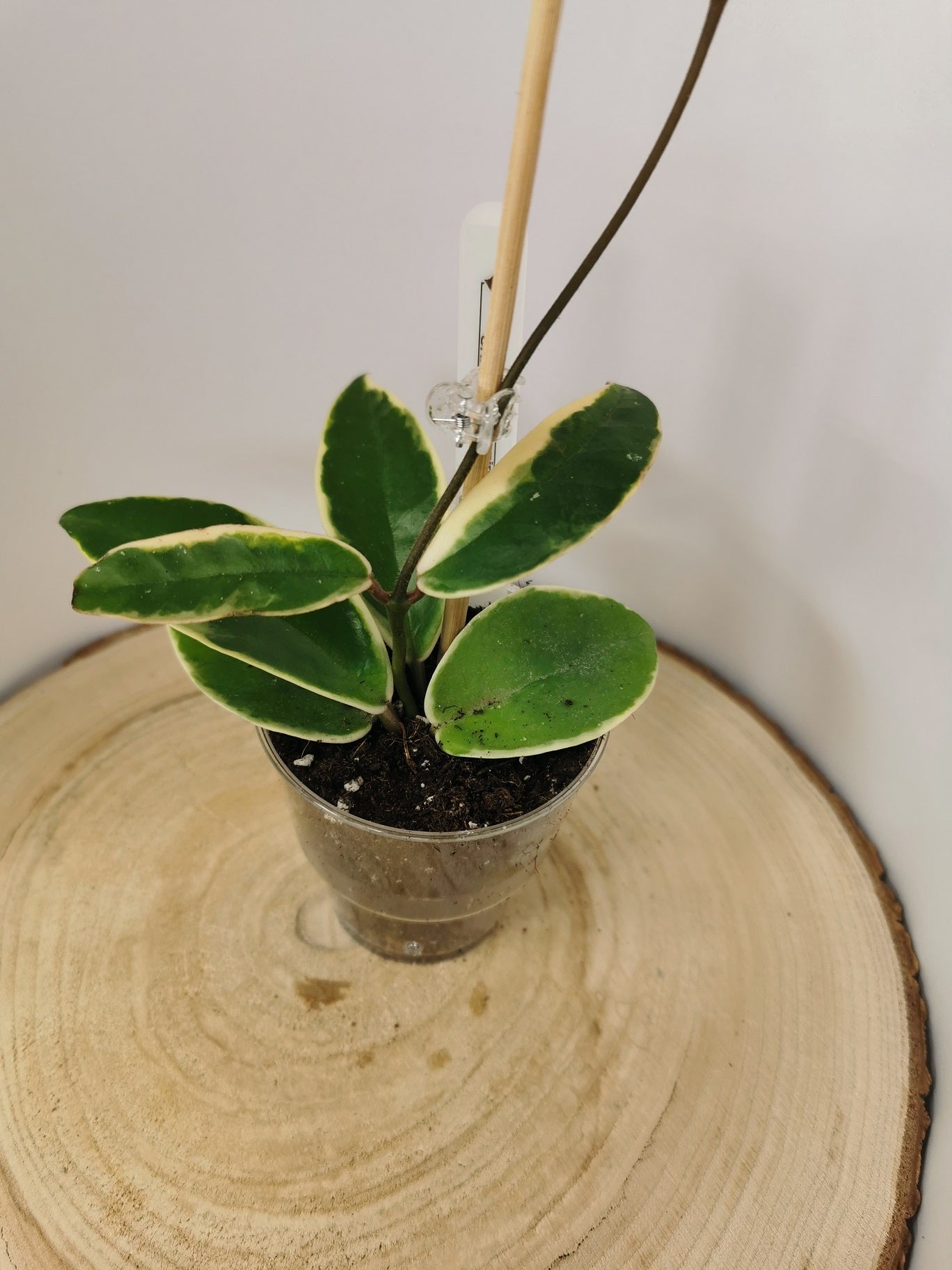 Hoya carnosa albomarginata "Krimson Queen"