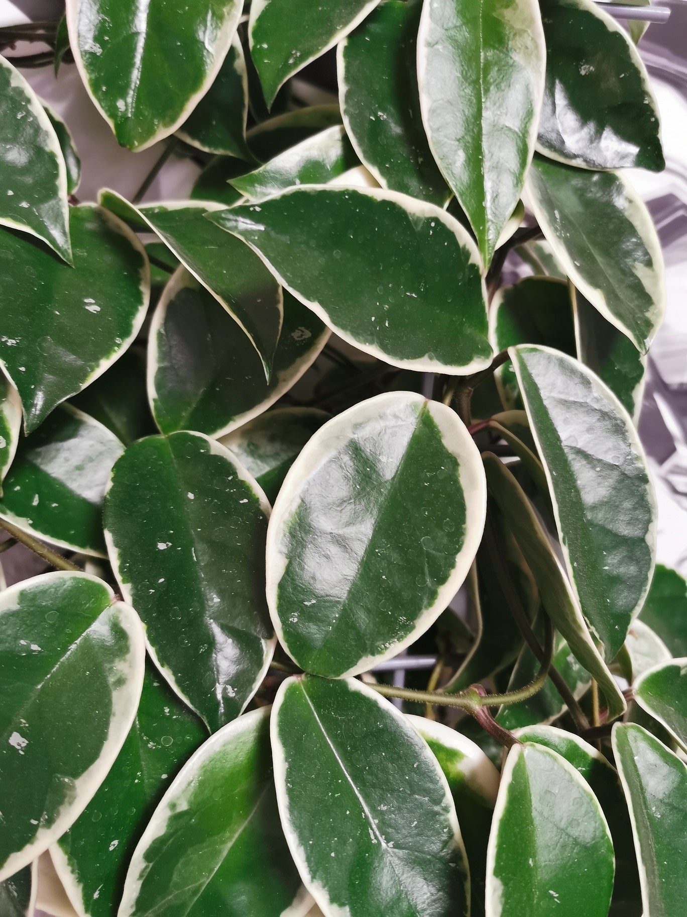 Hoya carnosa albomarginata "Krimson Queen"
