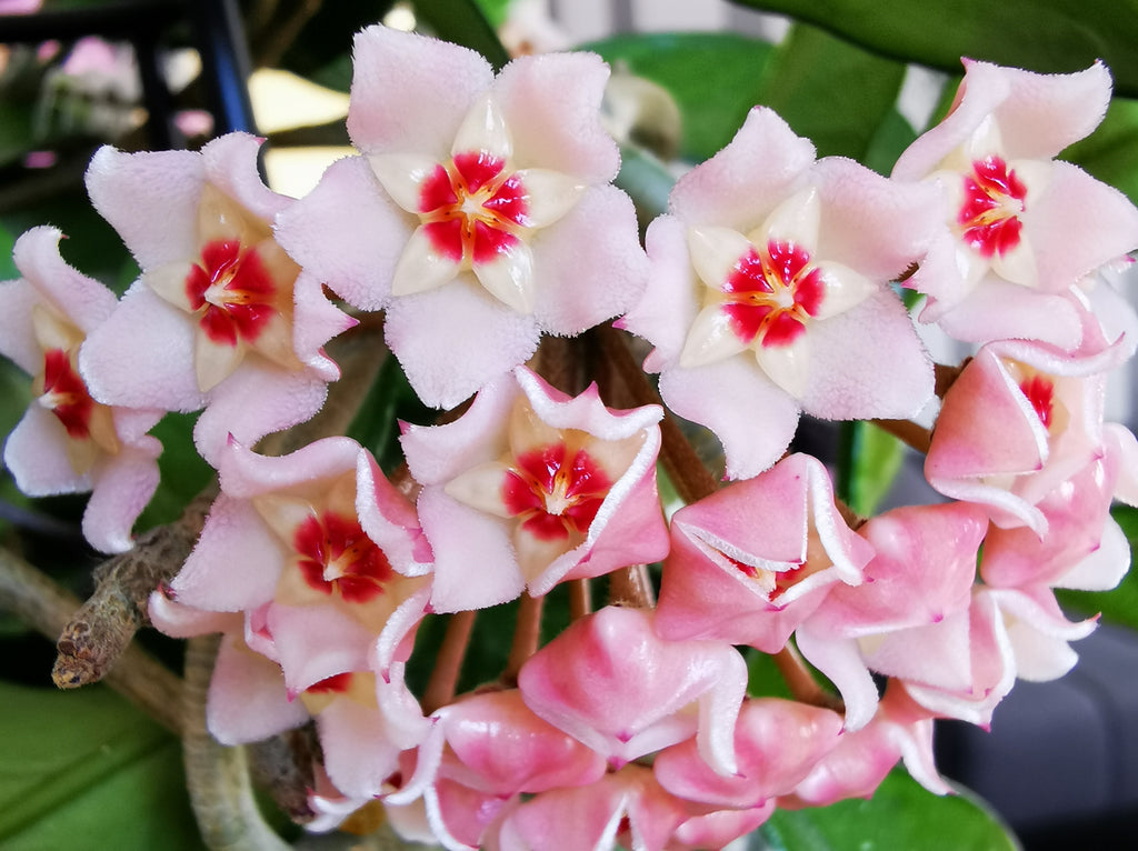 Hoya carnosa