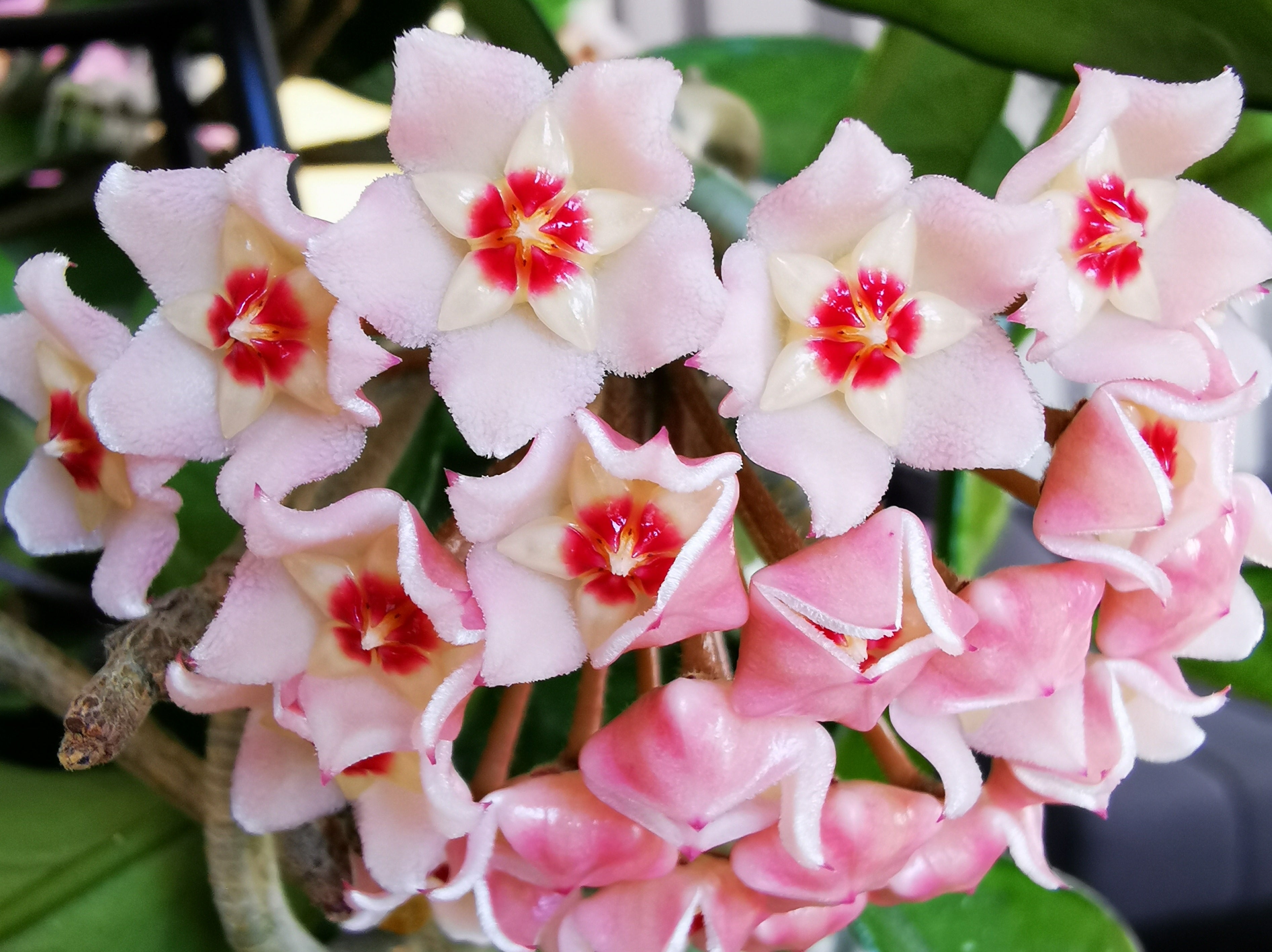 Hoya carnosa