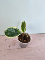 Hoya carnosa 'Krimson Queen' splash