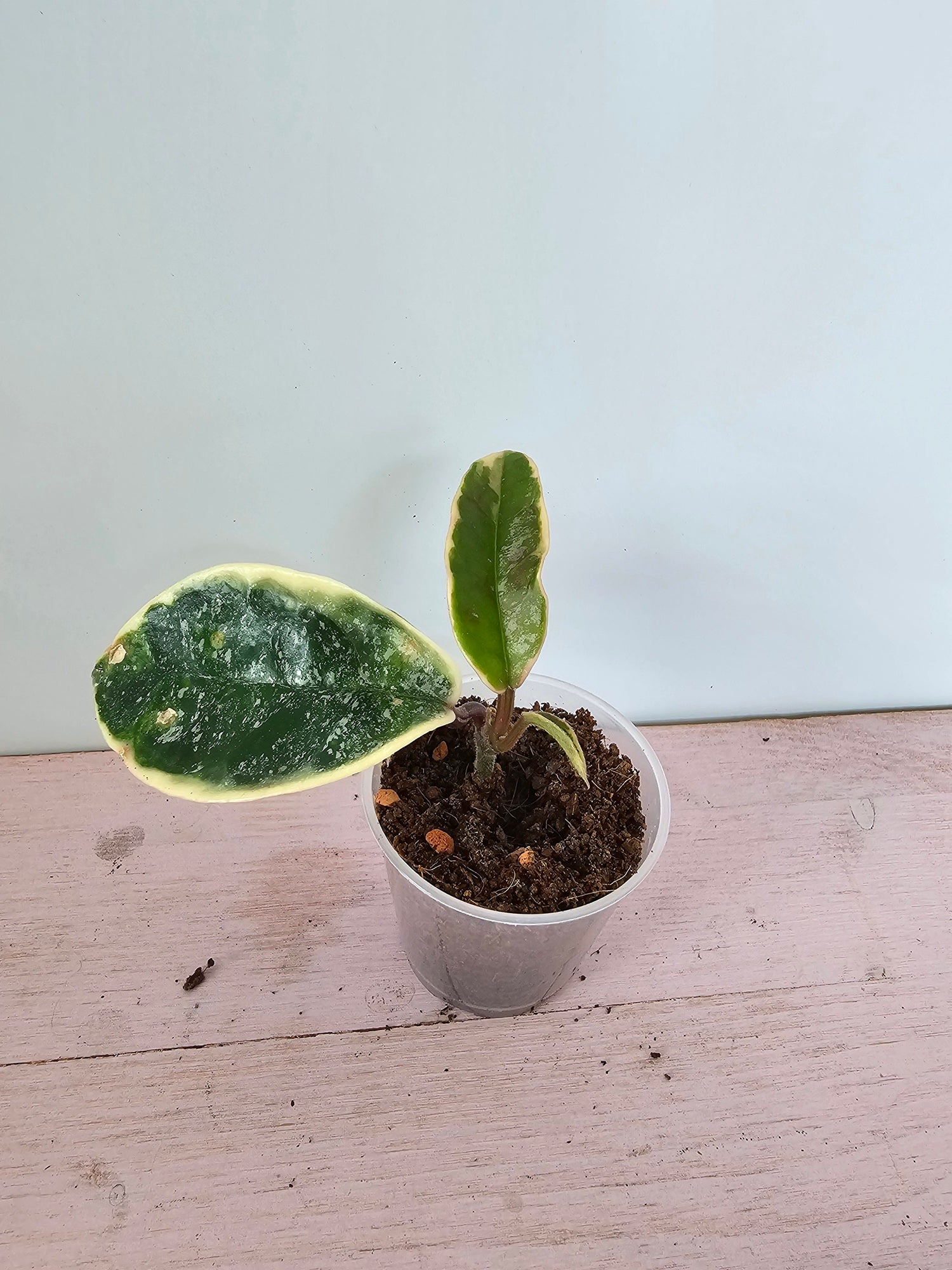 Hoya carnosa 'Krimson Queen' splash