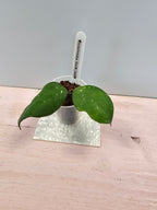 Hoya carnosa dark red