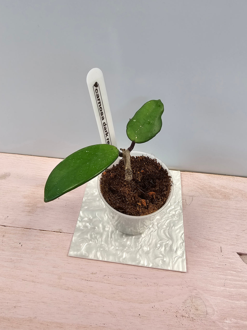 Hoya carnosa dark red