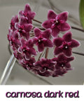 Hoya carnosa dark red