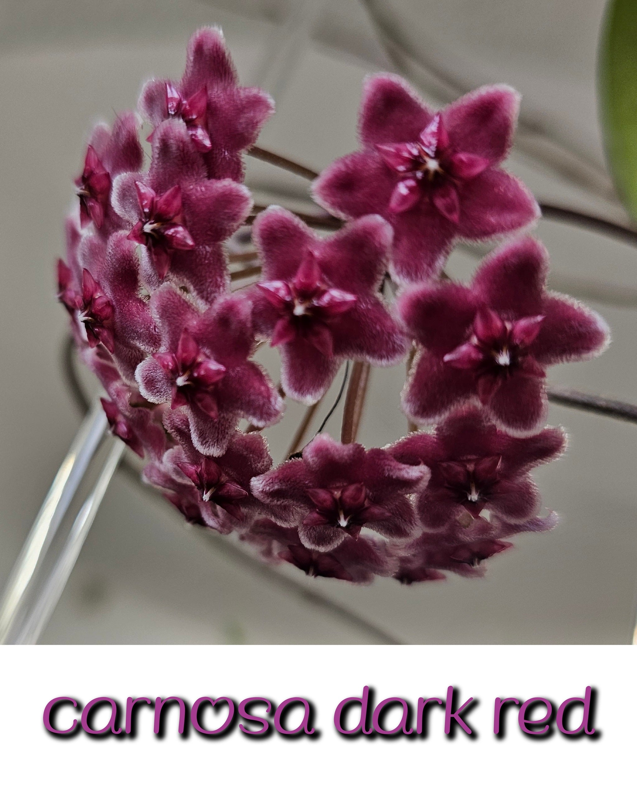 Hoya carnosa dark red