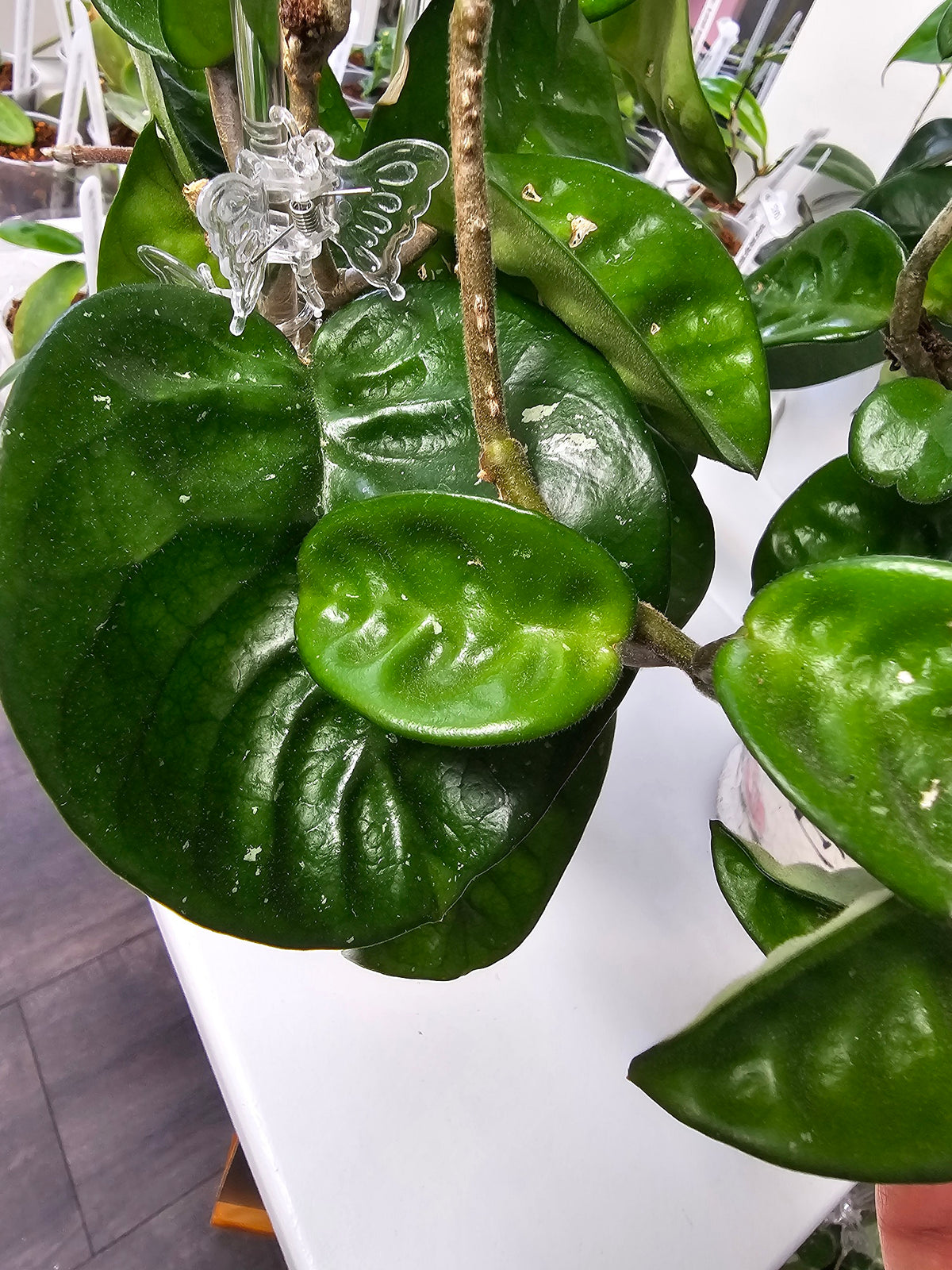 Hoya carnosa no ID