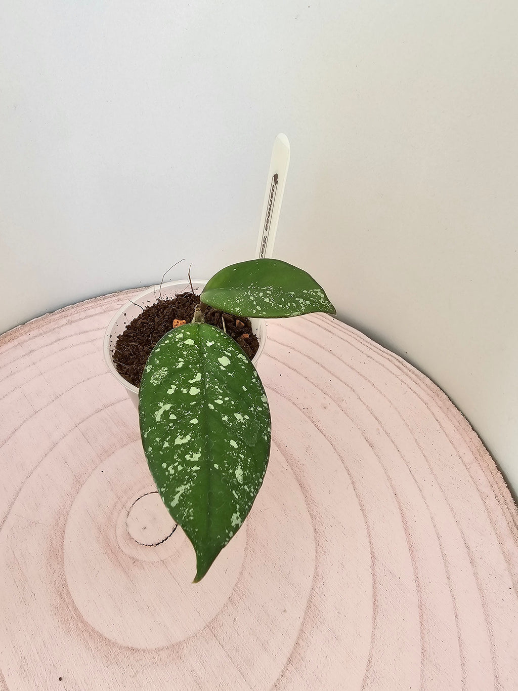 Hoya carnosa 'Stardust'