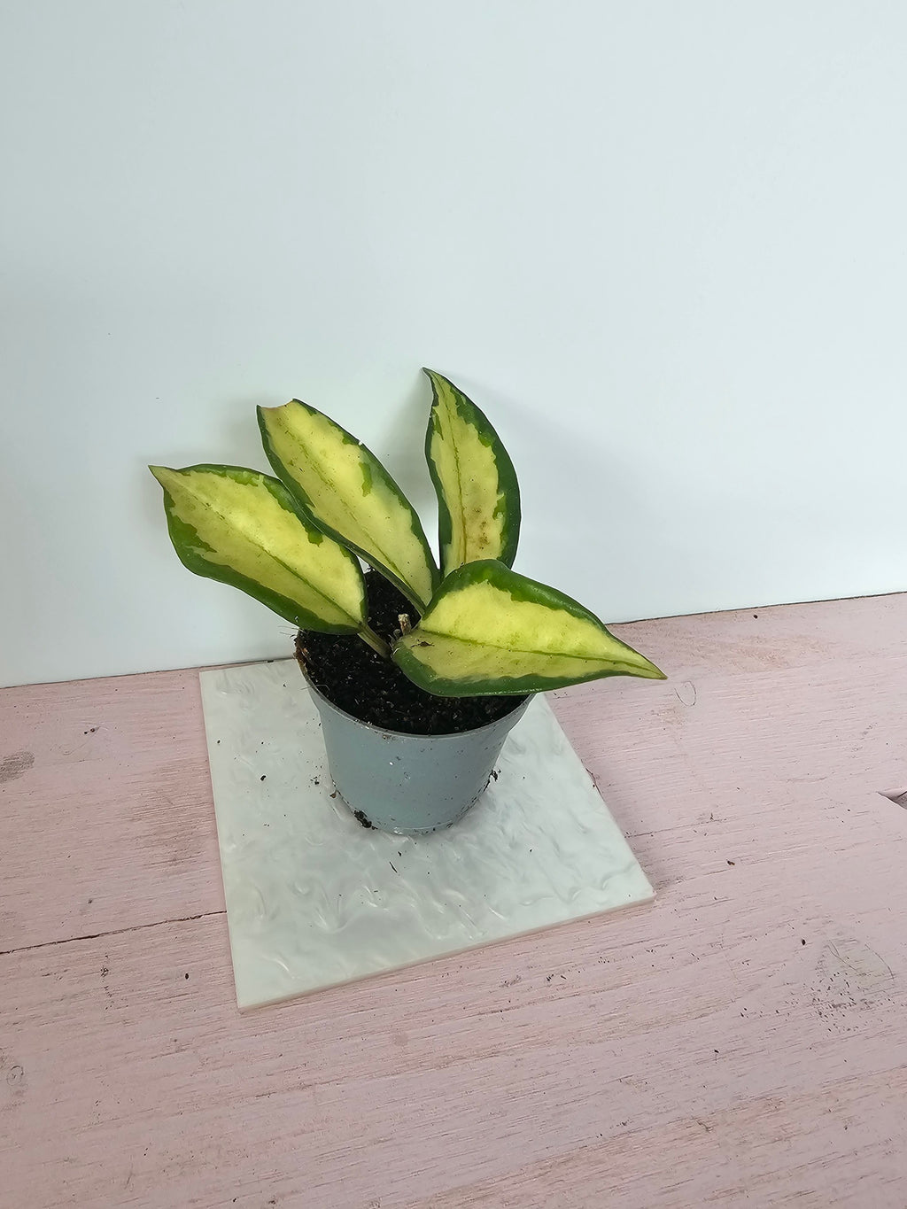 Hoya carnosa "crimson princess"