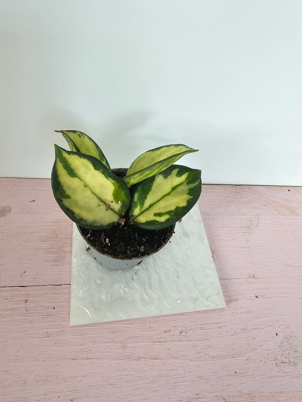 Hoya carnosa "crimson princess"